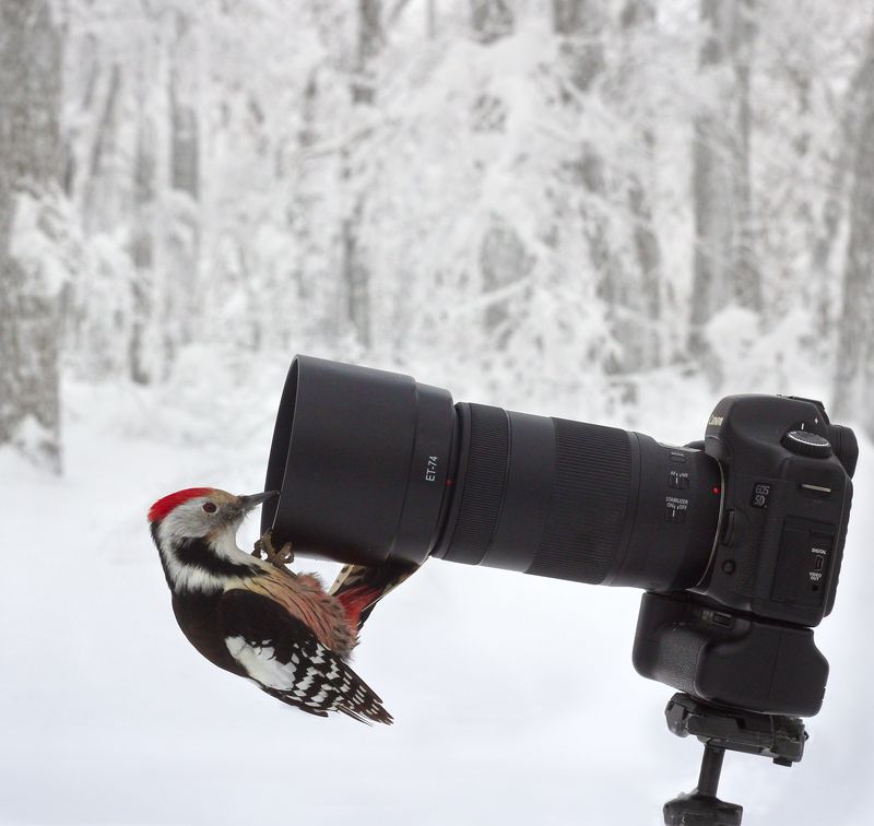 Любопытный дятел фото превью