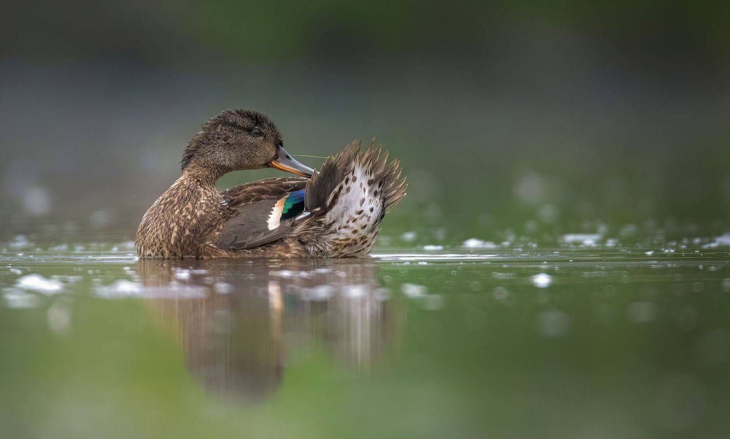 , Grzegorz Dąbrowski