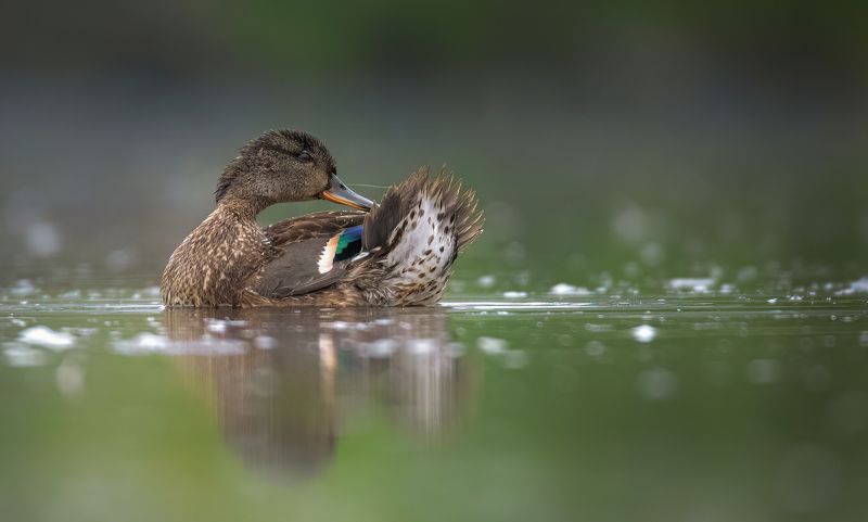 anas crecca фото превью