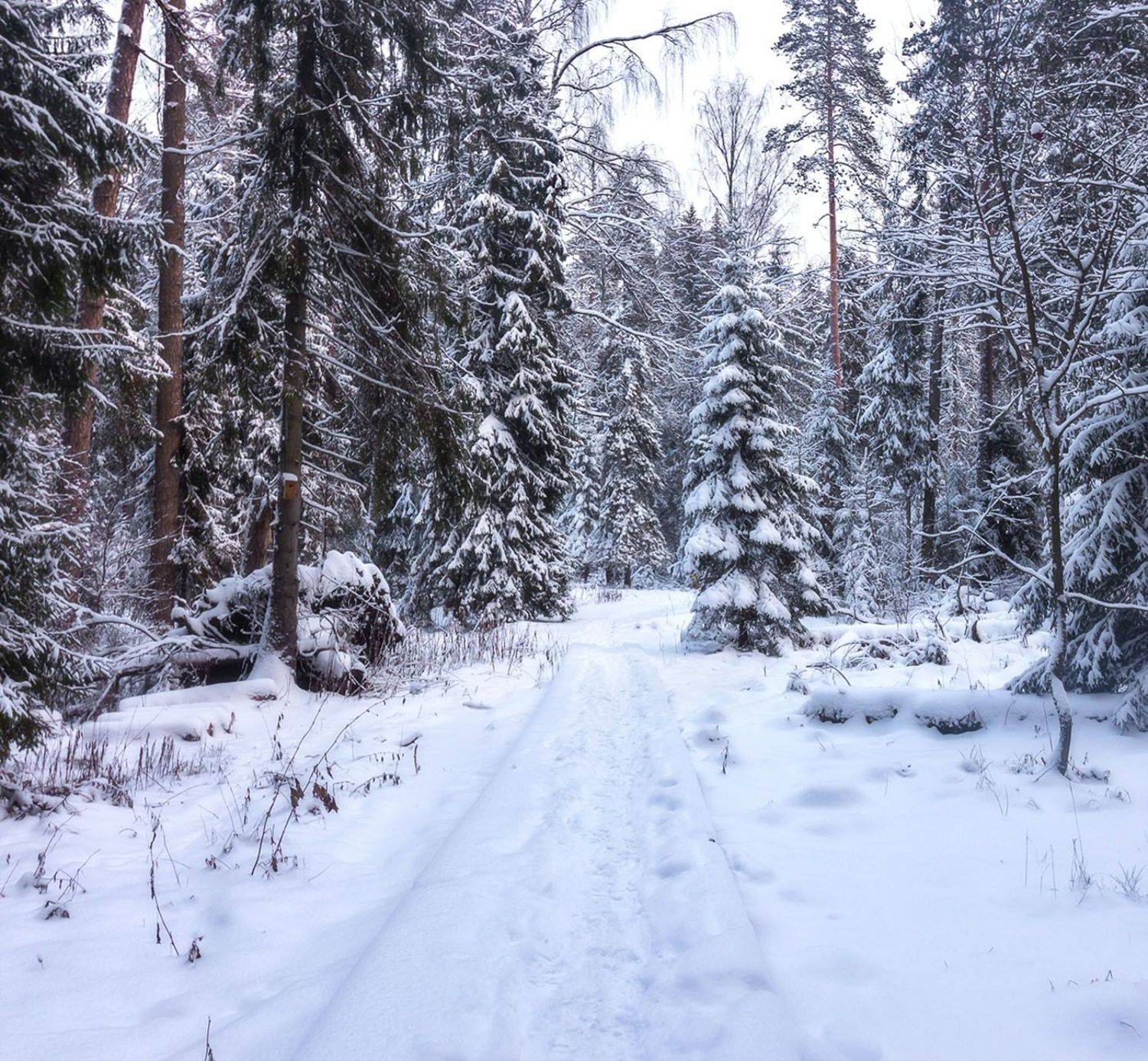 , Алексей Герасимов