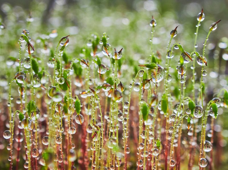 Мох и роса фото превью