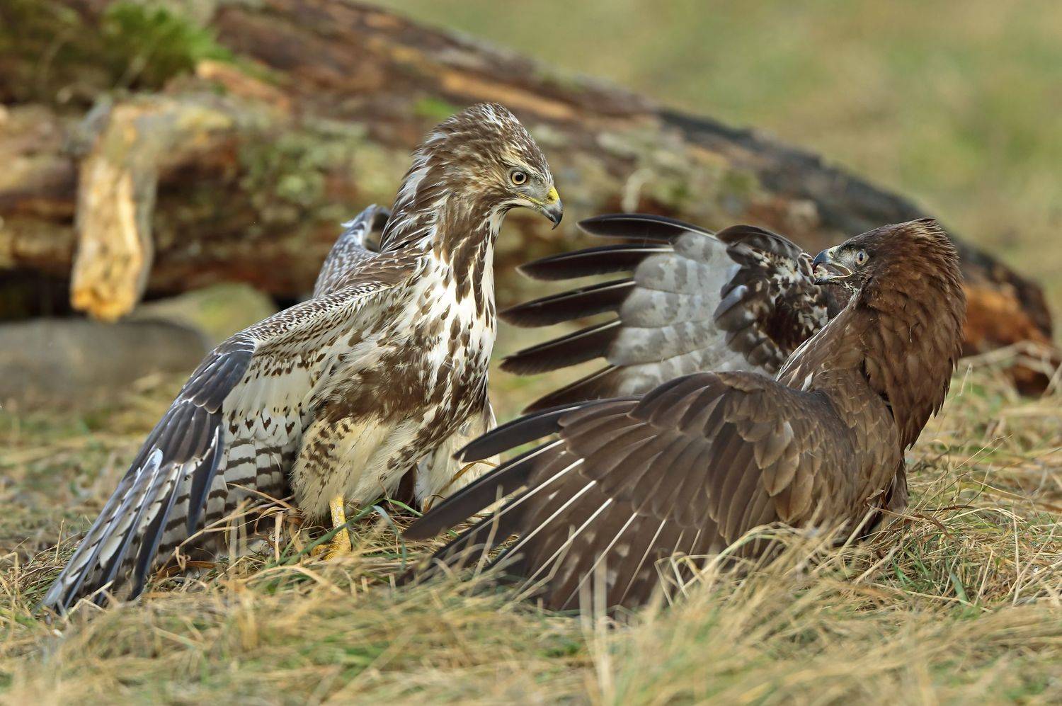 канюк, Александр Гусар