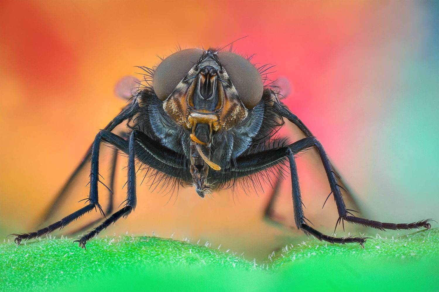 ceclii, macro, d7200, lomo 3.7, Tsvetan Ganev