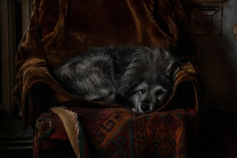 Сытая старость. фото превью