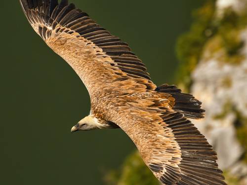 King of the air