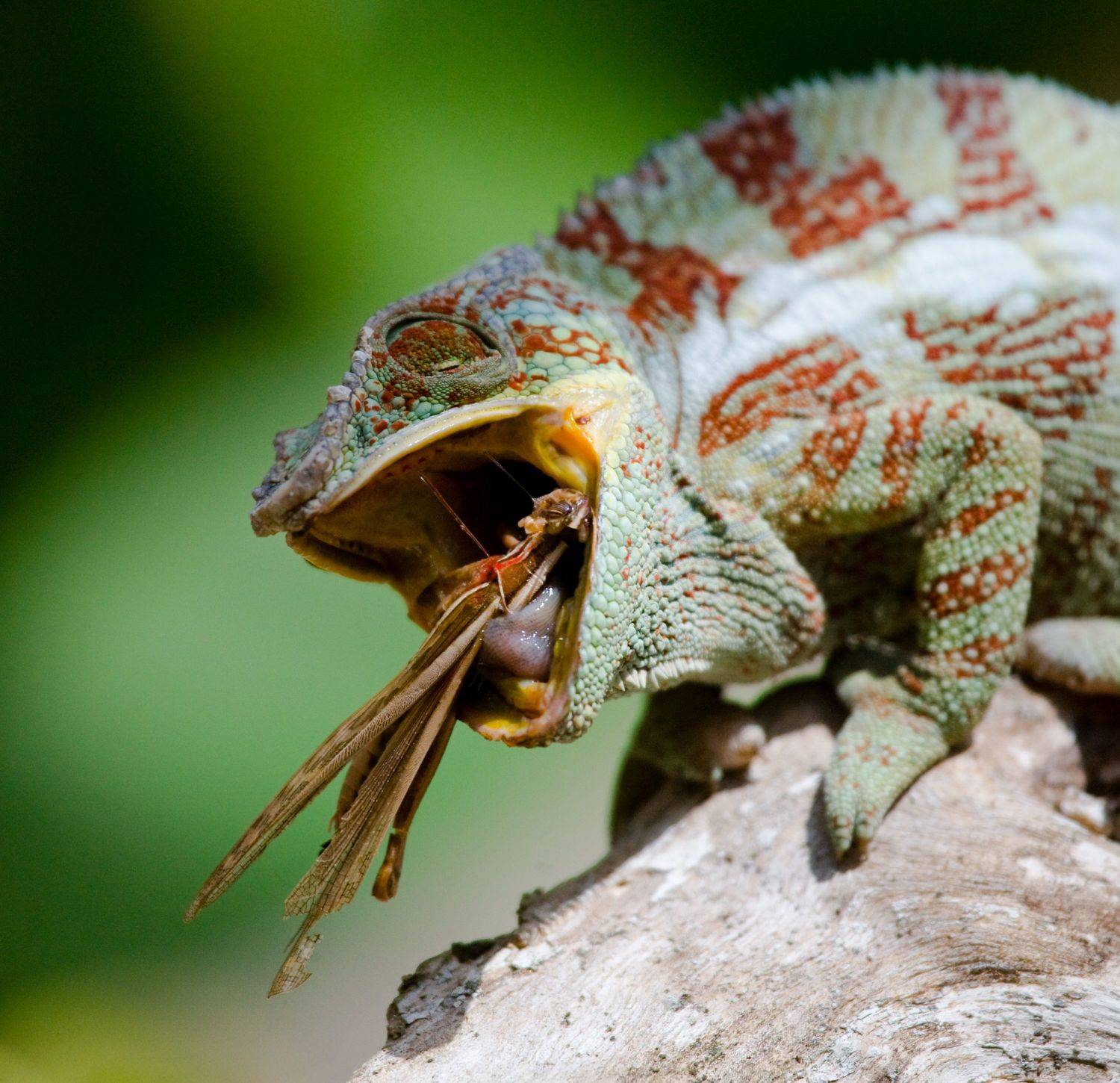 , Гудков Андрей