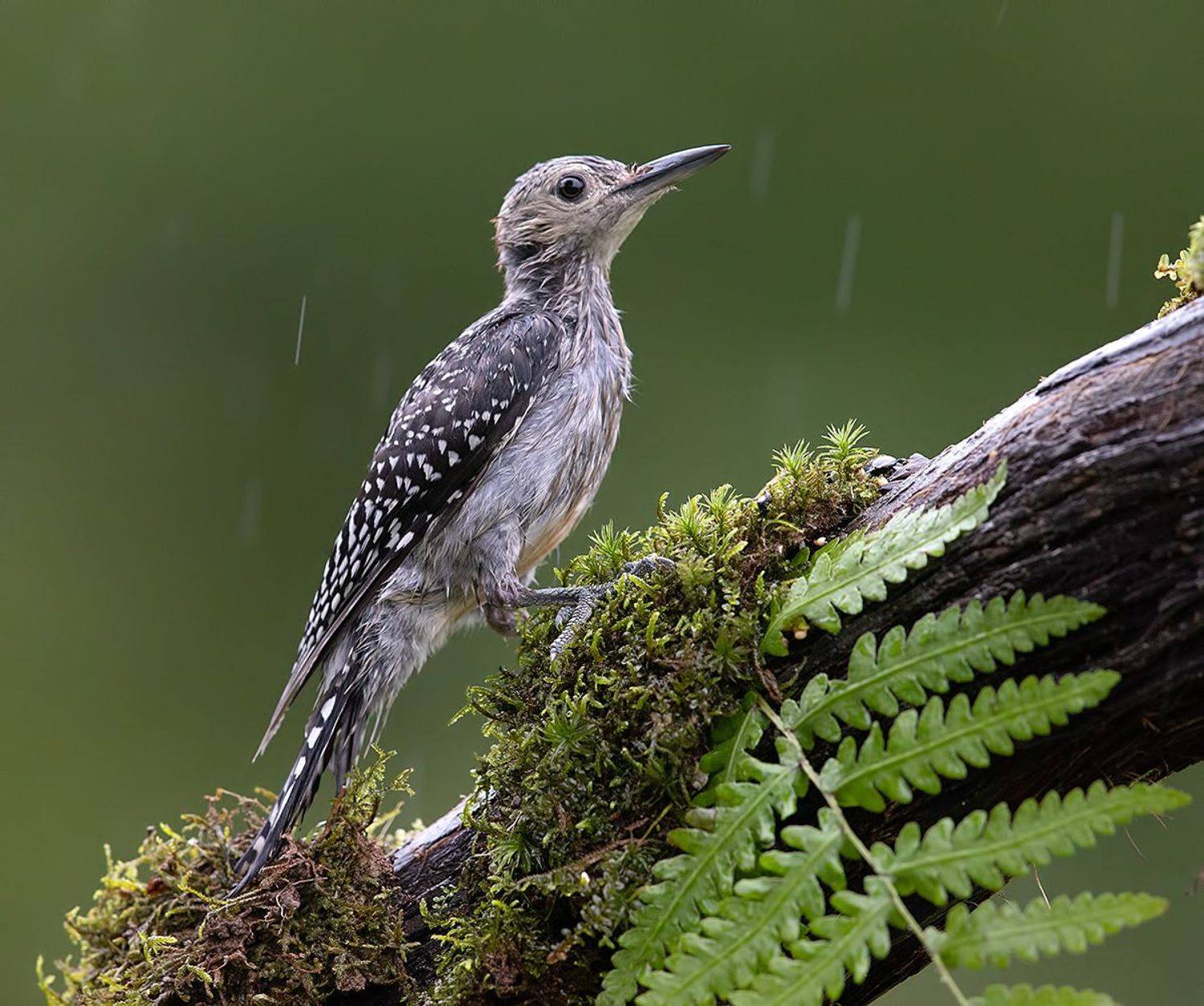 дятел, каролинский меланерпес, red-bellied woodpecker, woodpecker, Elizabeth Etkind