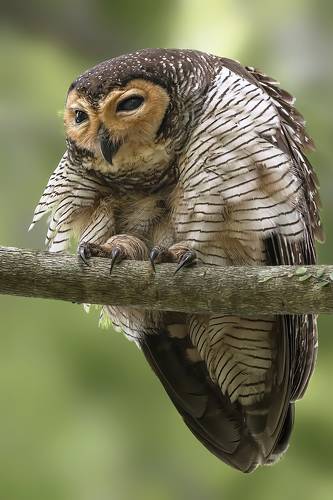 Spotted Wood Owl
