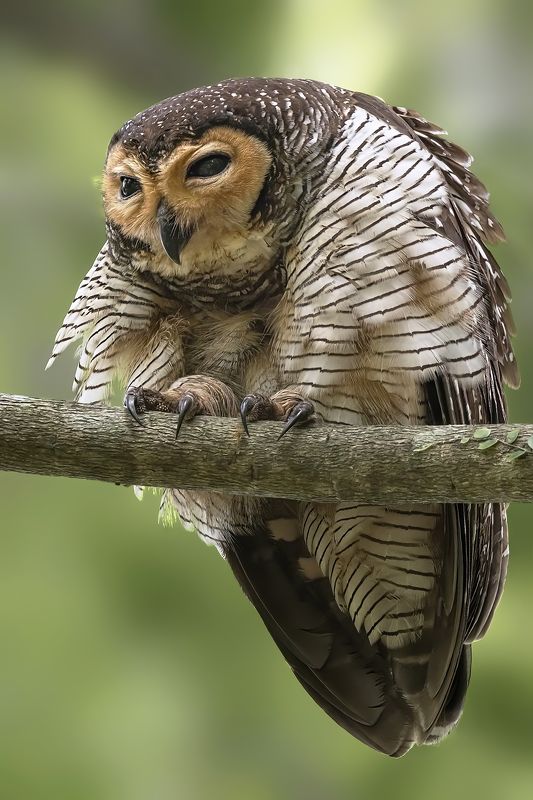 wildlife, bird, malkoha, bird with prey, outdoor, nature, bird photography, colorful, owl, bird of prey Spotted Wood Owl фото превью