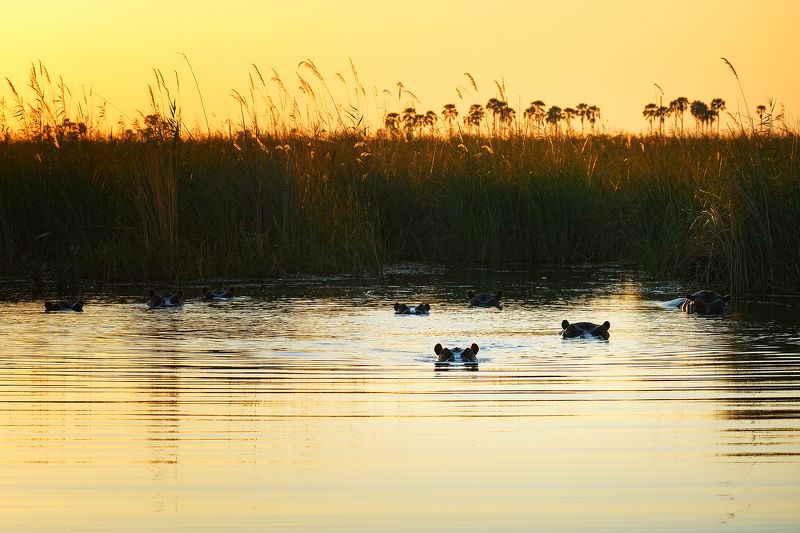 Family dinner фото превью