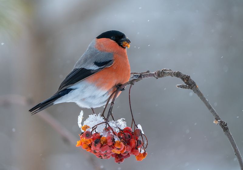 Снегопад фото превью
