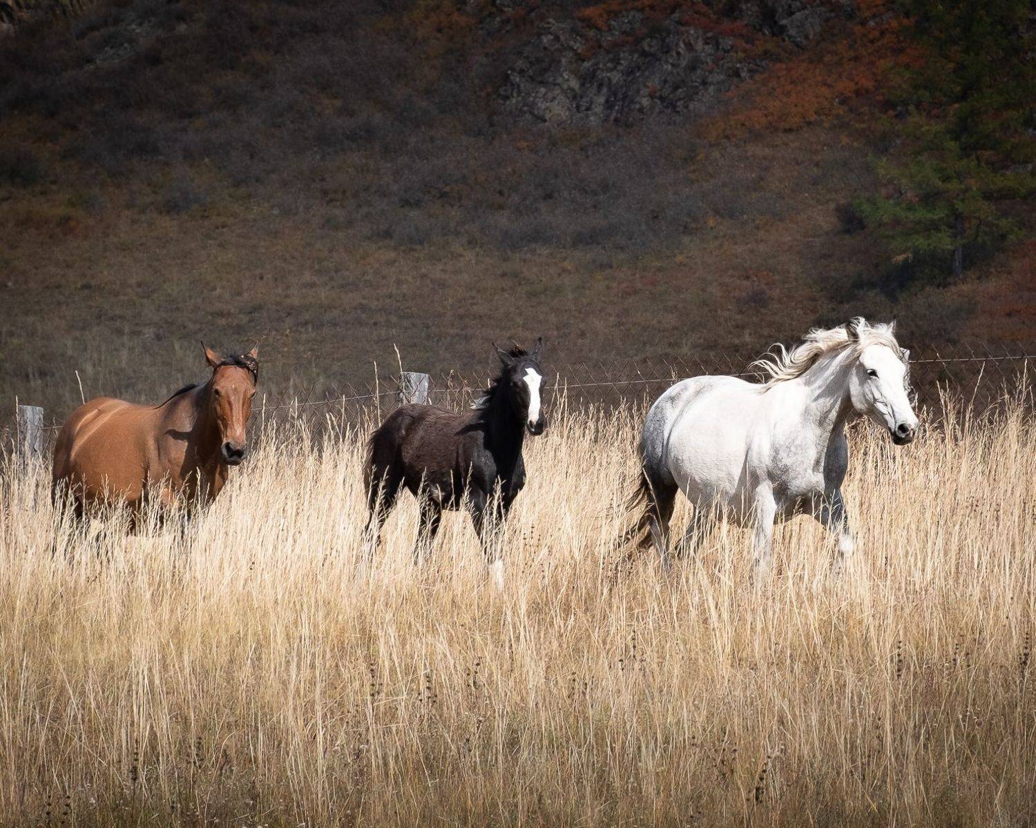 Алтай, кони, Вадим Коротеев