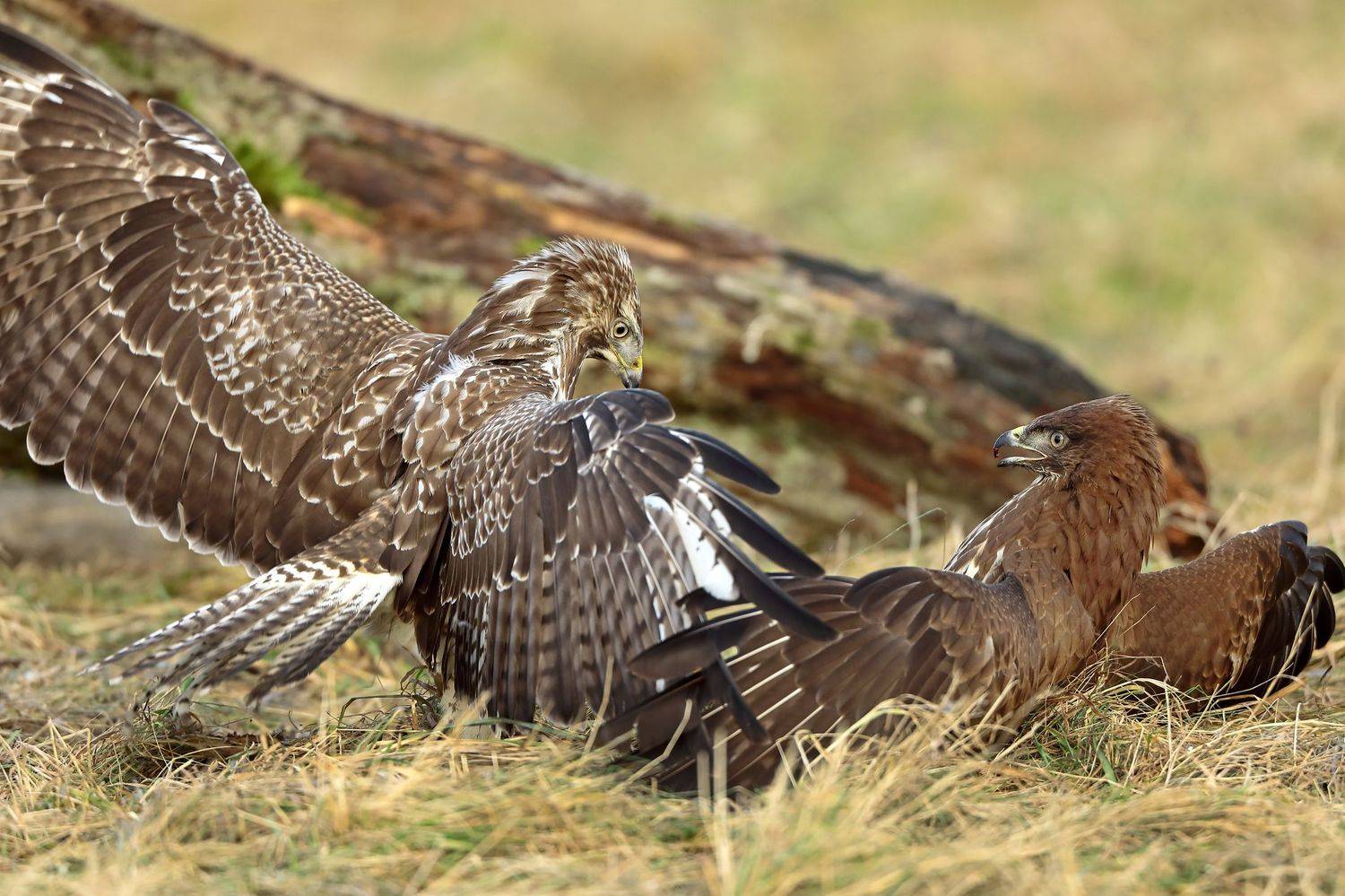 , Александр Гусар