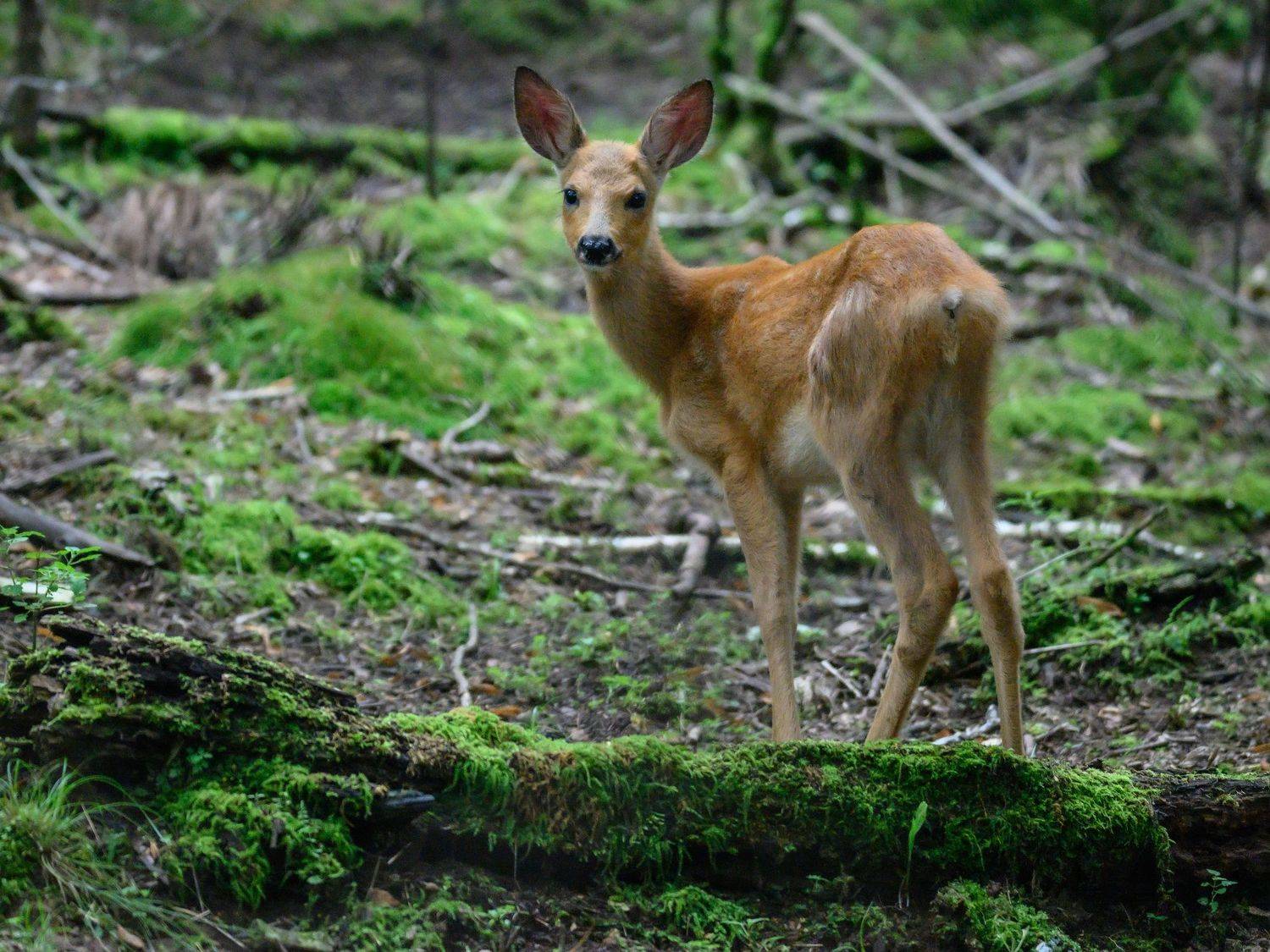 , Владимир Чебанов
