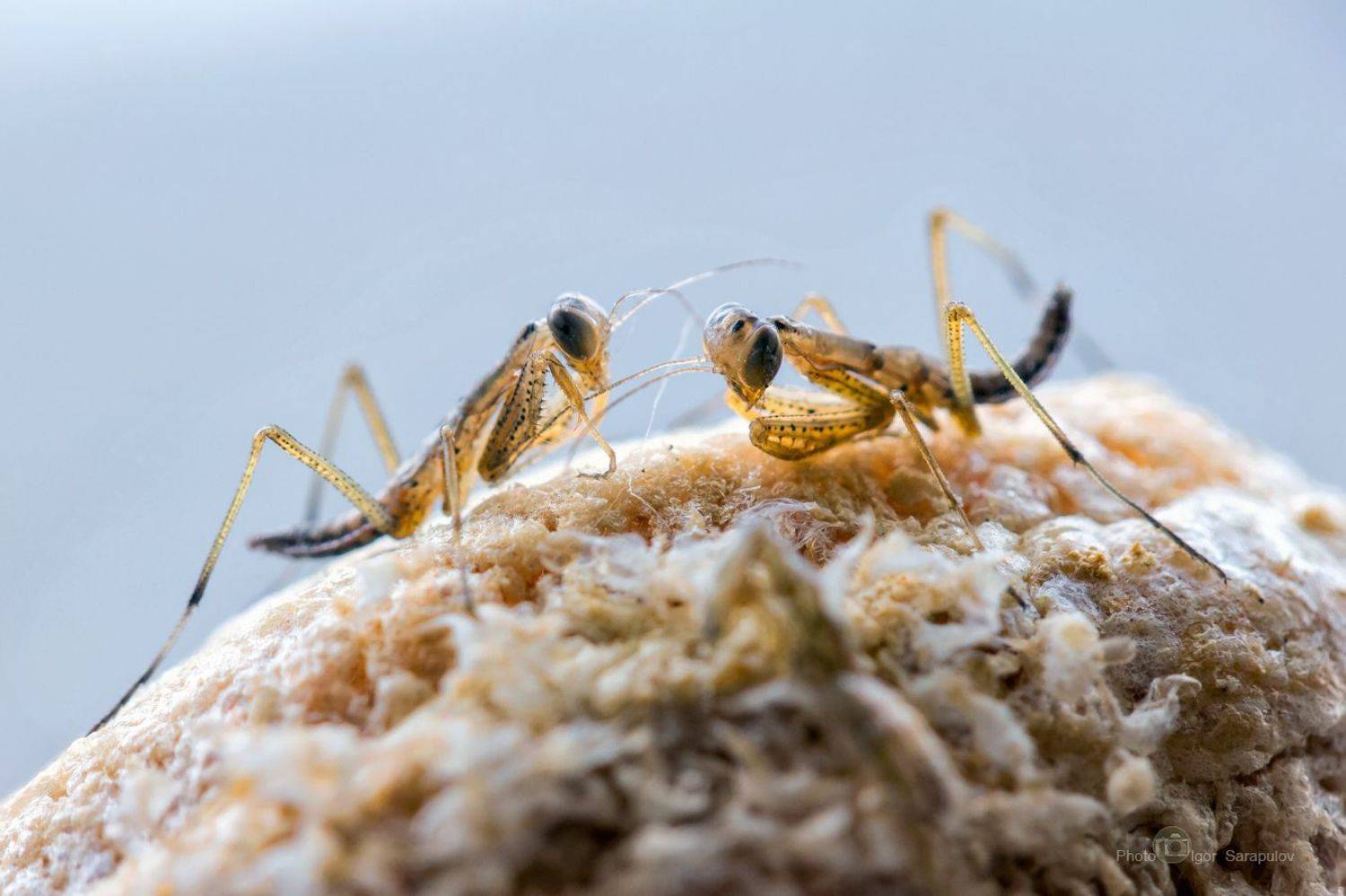 богомол, вылупившийся, гнездо, капсула, оотека, оотека богомола, забавный, занимательный, интересное, любопытный, макро, макрофотоохота, макросъёмка, маленький, насекомые, нимфы, новорожденный, богомол, родившийся, рожденный, усики, Сарапулов Игорь