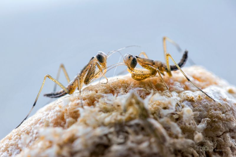 Рождение богомольчиков фото превью