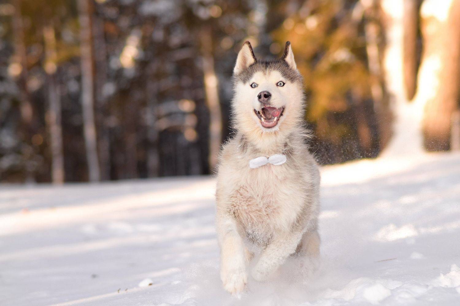 , Мария Яропольская