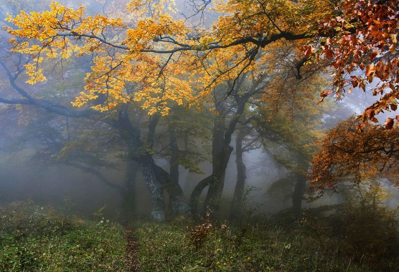 Золото осени фото превью