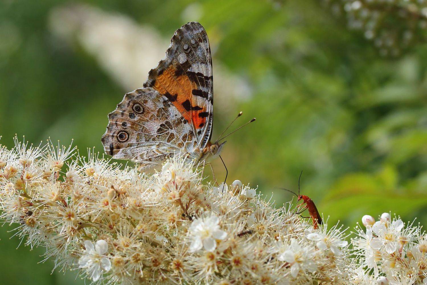 , Сергей Фудиненко