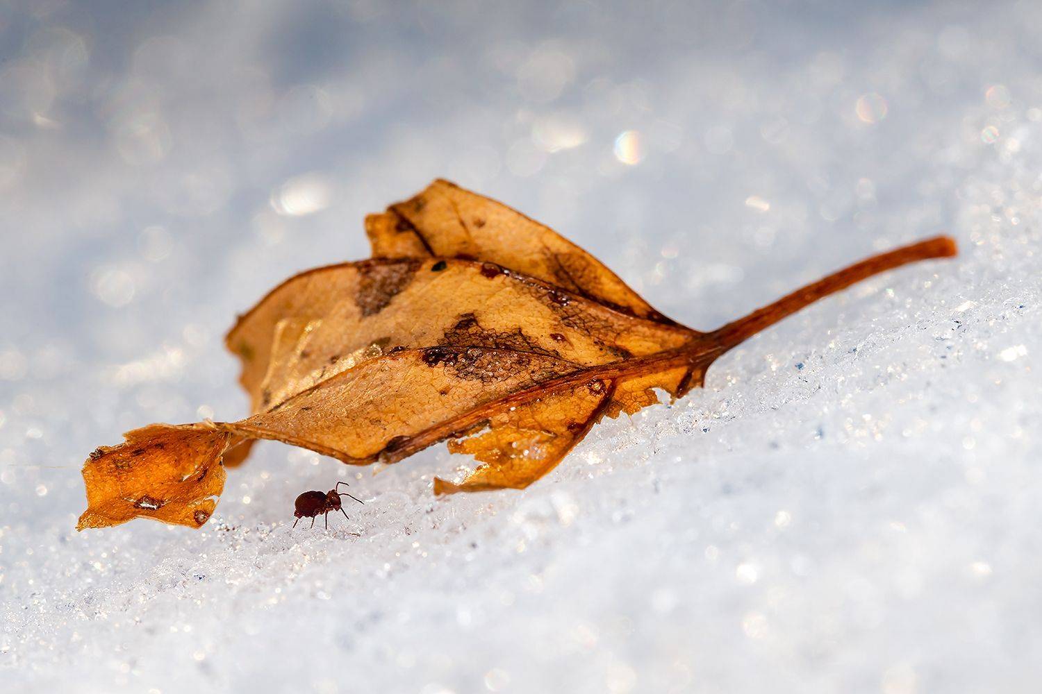 , Александр Абросимов