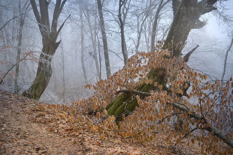 Осень встретилась с зимою.. фото превью