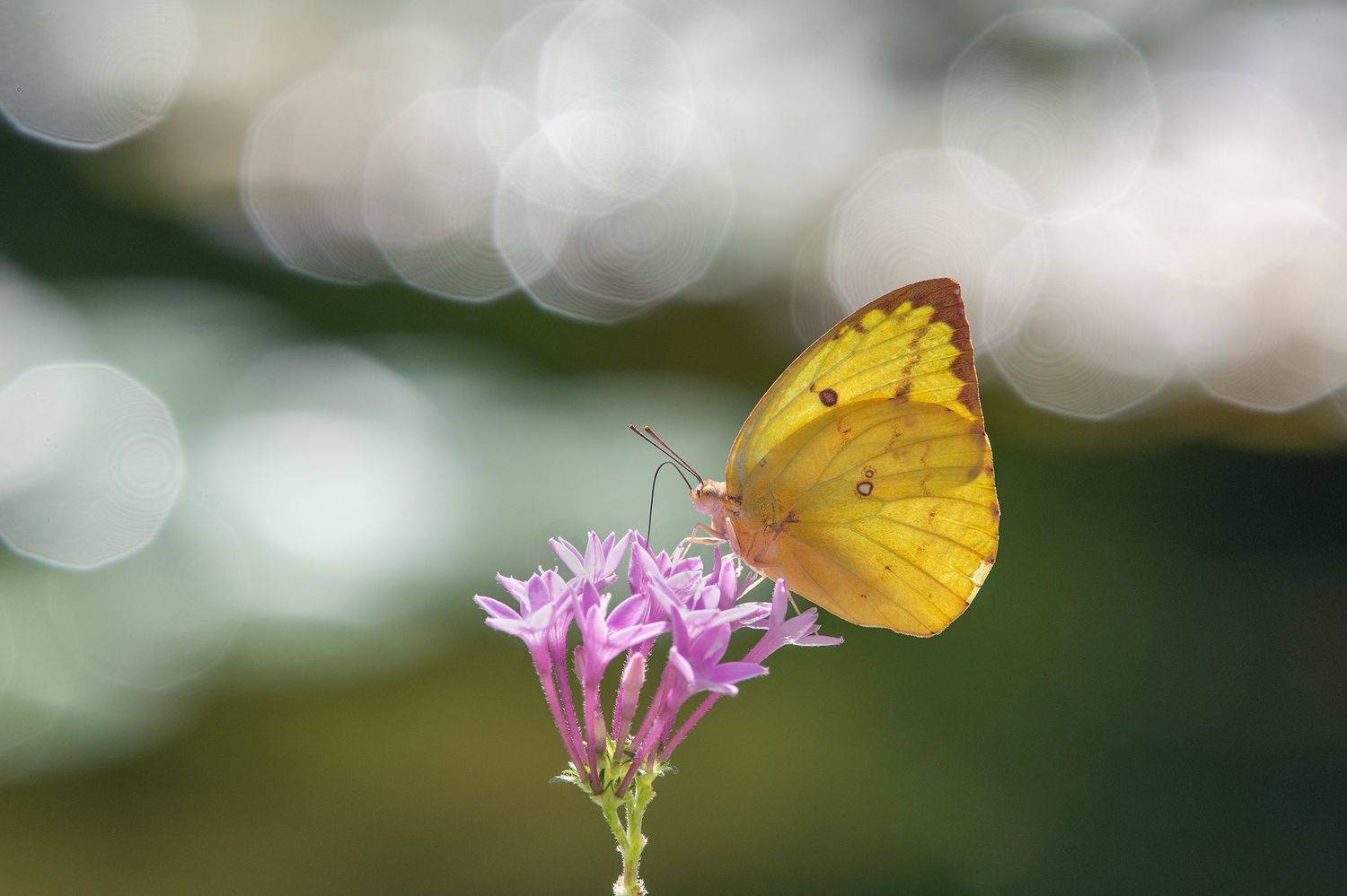 butterfly, Benny Chan