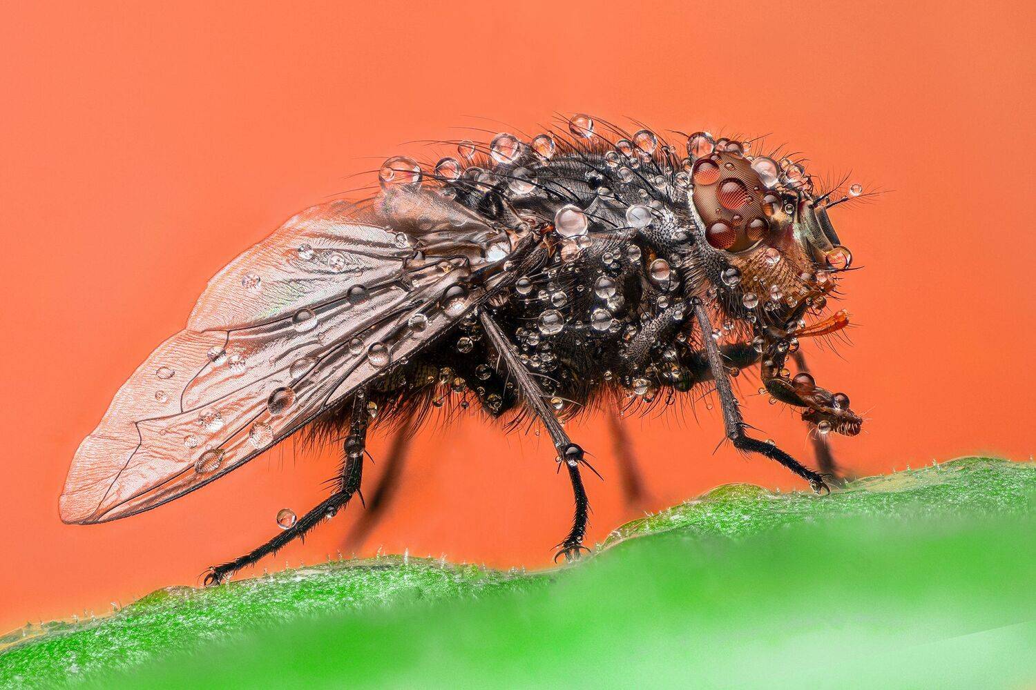 ceclii, macro, Tsvetan Ganev