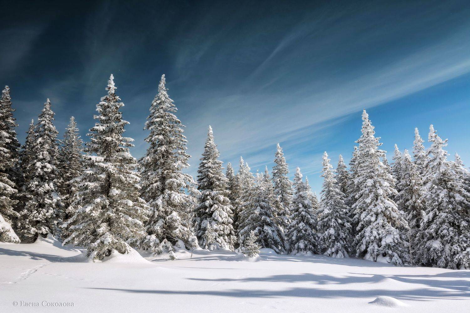 зимний лес, зимний пейзаж, зюраткуль, зима, лес, Елена Соколова