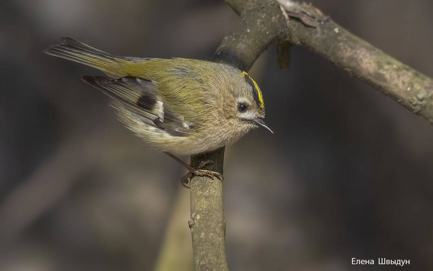 bird of prey, animal, birds, bird,  animal wildlife,  nature,  animals in the wild,  goldcrest, королёк, желтоголовый королёк, птицы, птица, Елена Швыдун