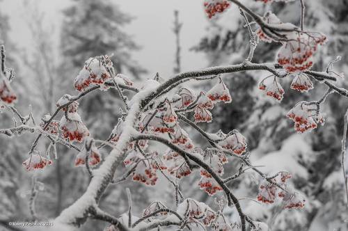 Pro рябину в серебре