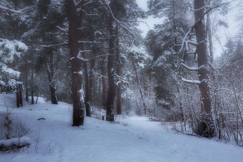лес зима январь снег сосны На тех холмах, в лесах сосновых фото превью
