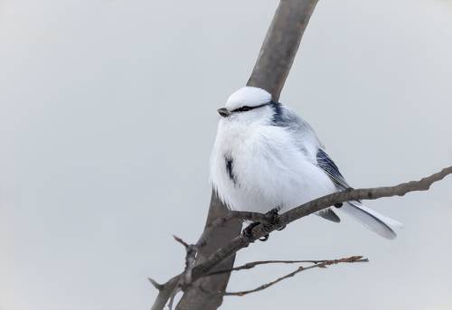 князёк.. белая лазоревка.