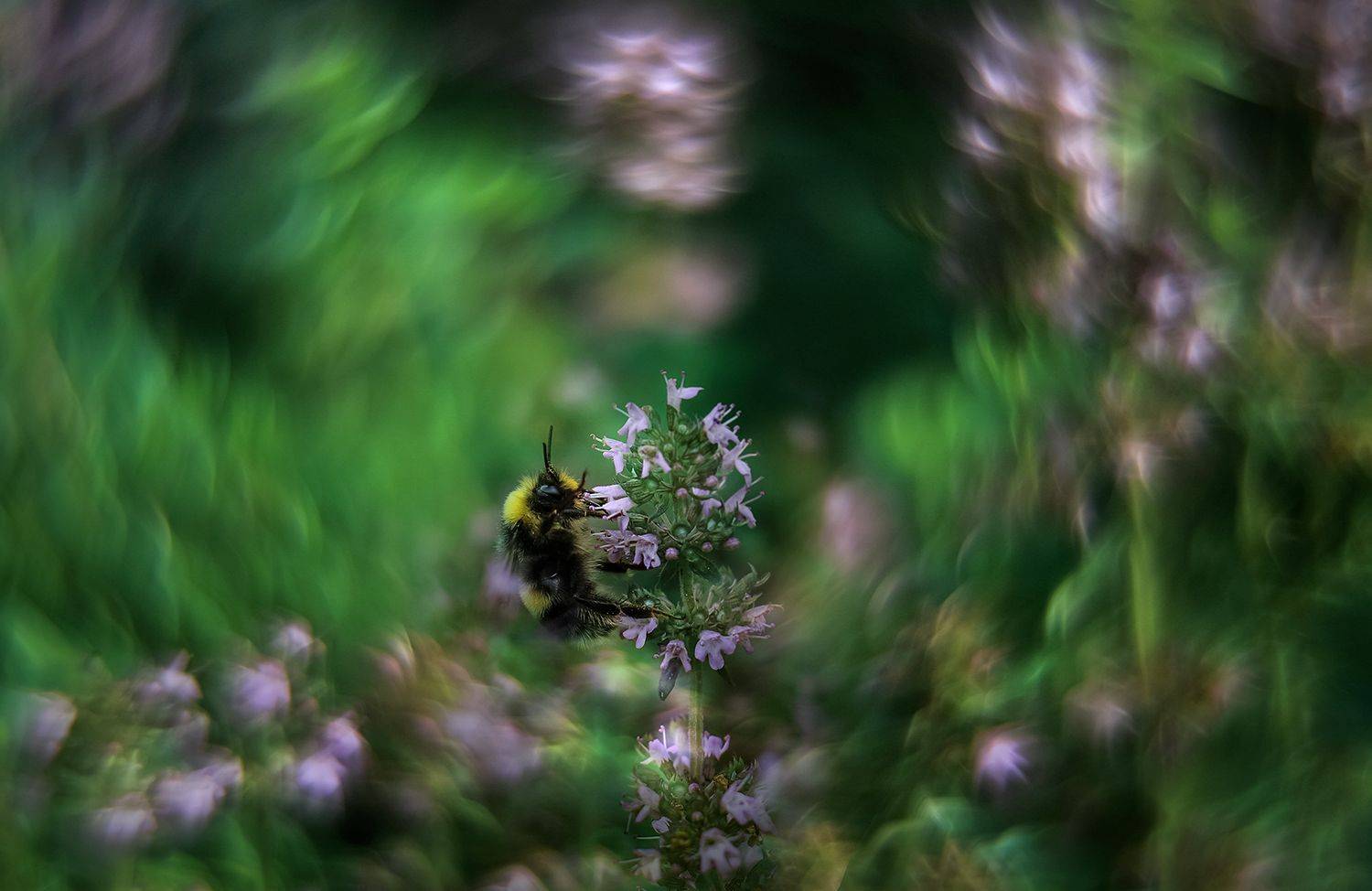 шмель, гелиос, боке, 77м-4, макро, helios, bokeh, Ершова Юлия