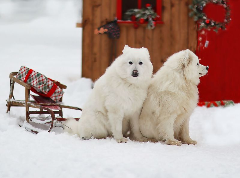 собаки,красавцы,сани,подарки,зима, dogs, sledge, present, winter С подарками фото превью