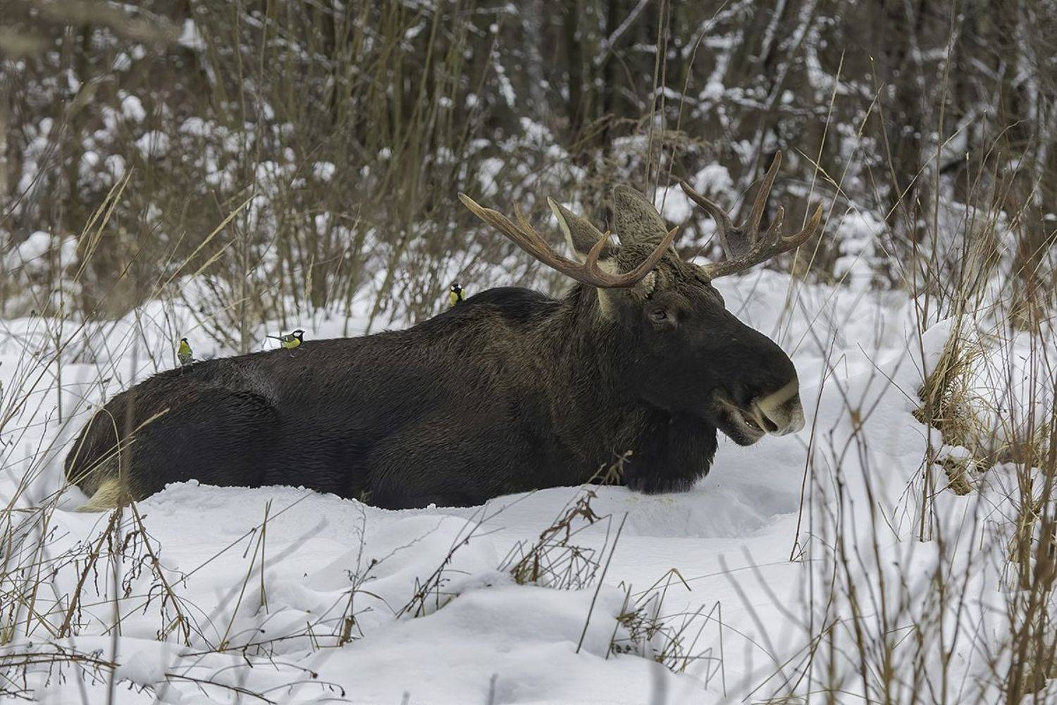 лось, лес, синицы, Наталия Сытина