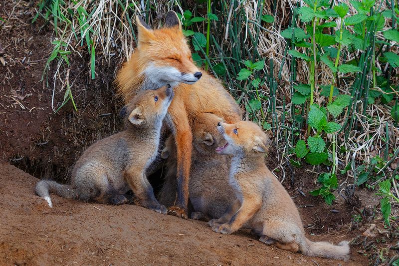 Камчатка, лиса, животные, природа, путешествие, фототур, , Мама  фото превью