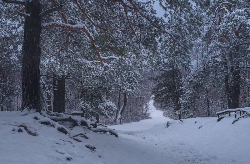 лес зима январь снег сосны Вечерело, заснеженный лес, январь фото превью