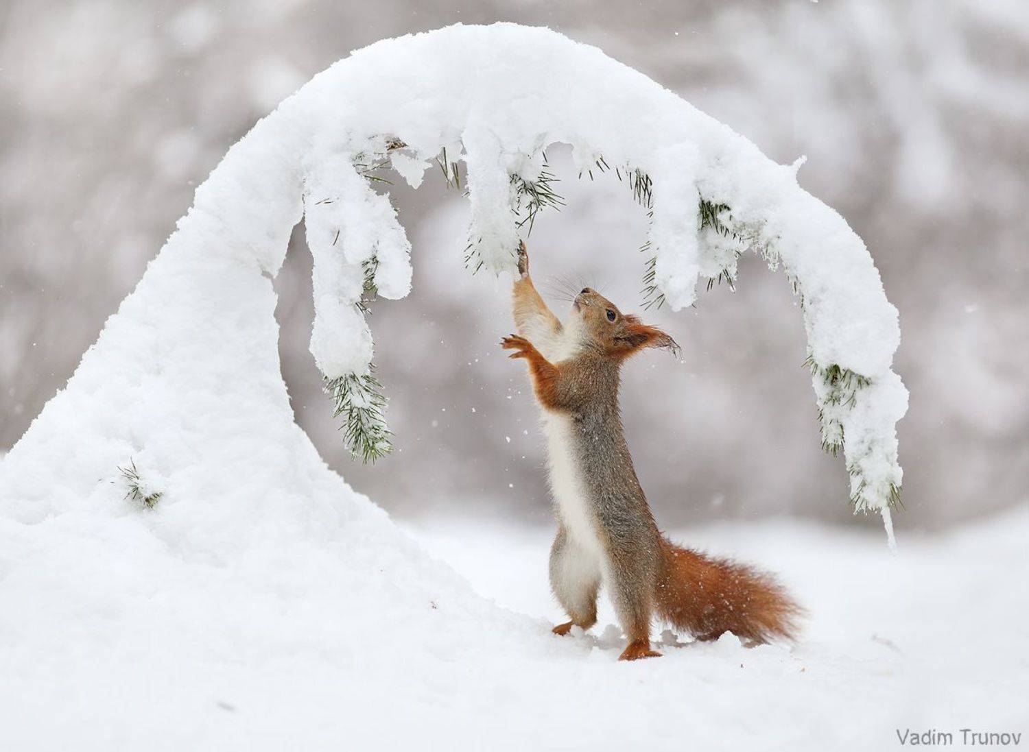 белка, снег, зима, Вадим Трунов