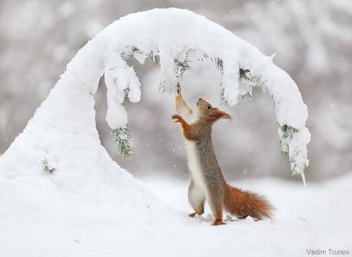Однажды в студёную, зимнюю пору...