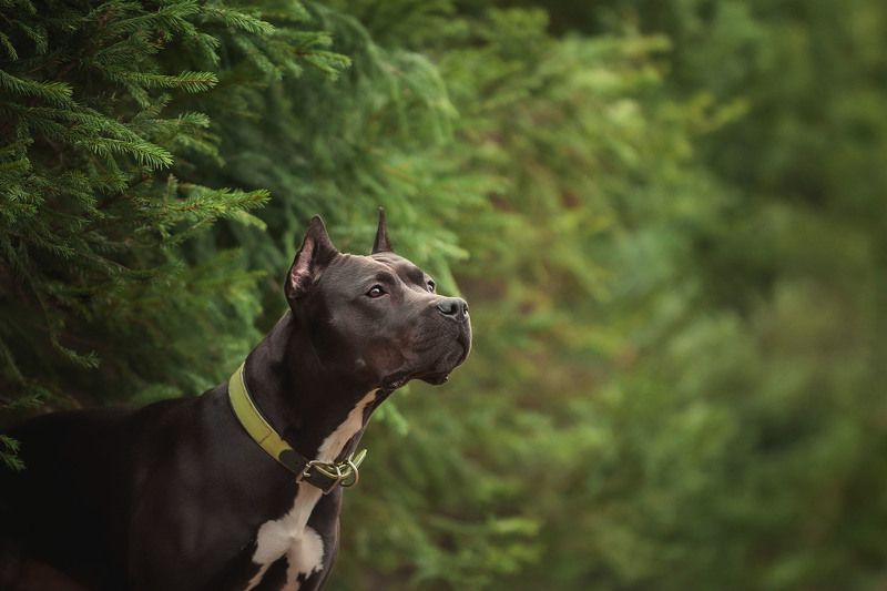 Питбультерьер  фото превью