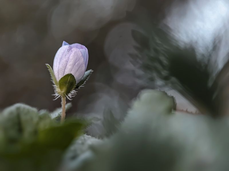 My Mobile Photogrphy фото превью