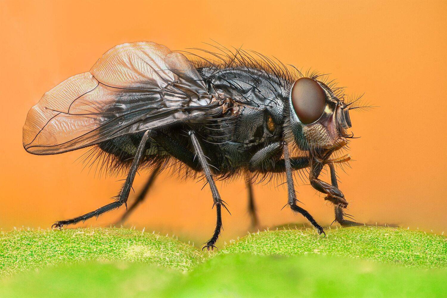 ceclii, macro, Tsvetan Ganev