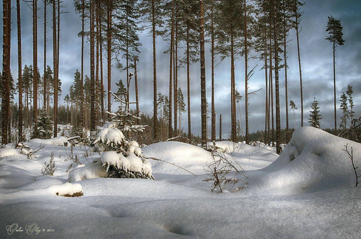 , Орлов Олег