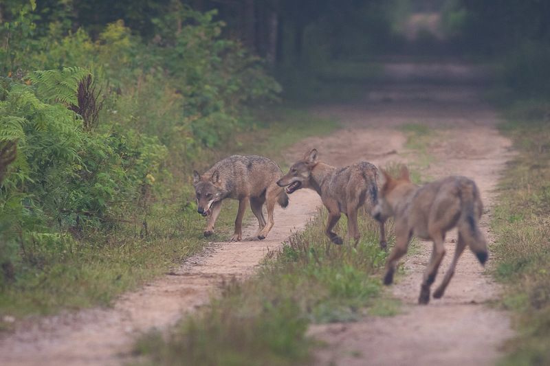 ssaki,dzika przyroda,wilki,fauna,flora,polska przyroda,puszcza białowieska Wilki фото превью