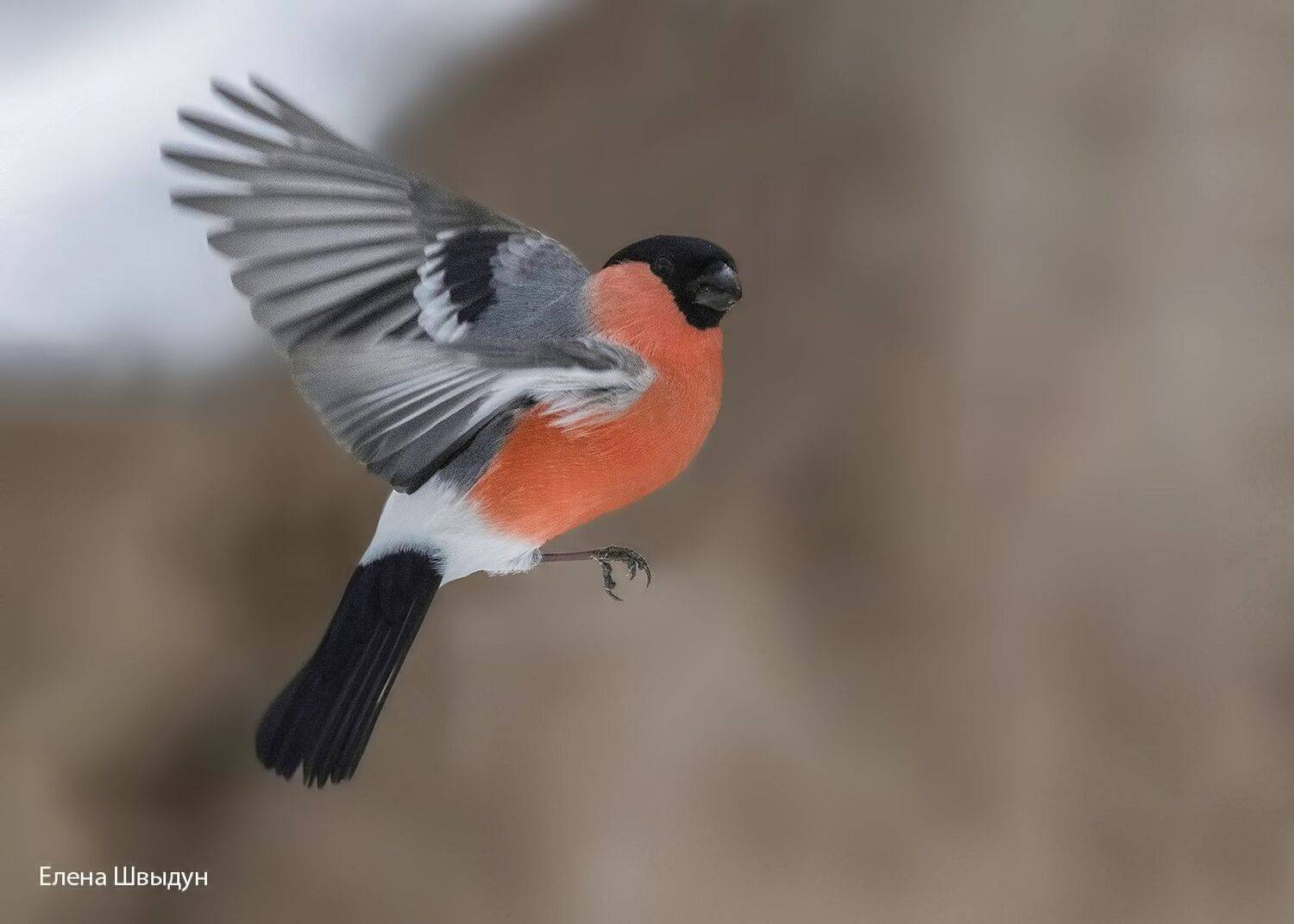 bird of prey, animal, birds, bird,  animal wildlife,  nature,  animals in the wild, снегирь, bullfinch, птицы, птица, Елена Швыдун