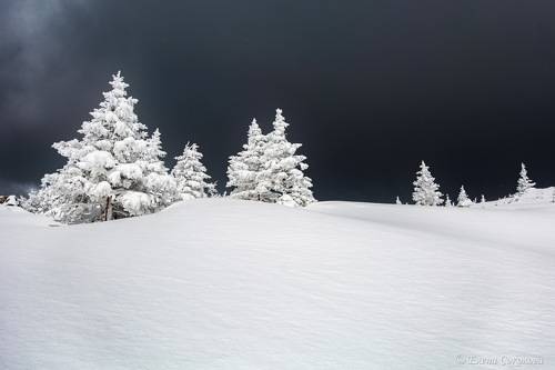 Снежное безмолвие