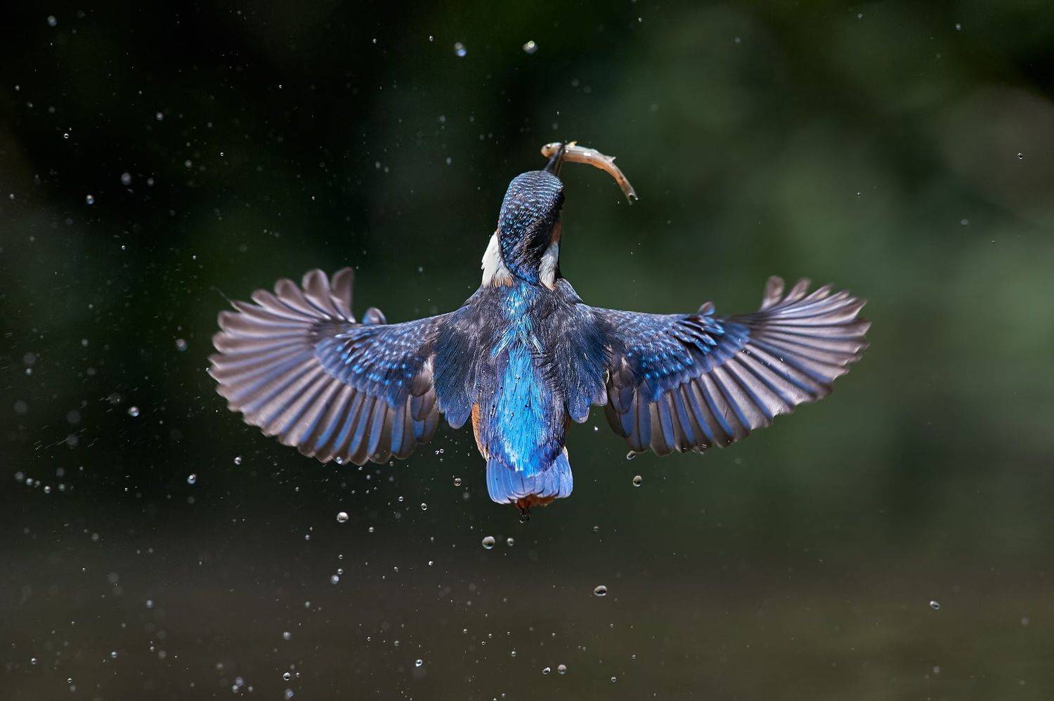 nature, wildlife, birds, Калин Ботев