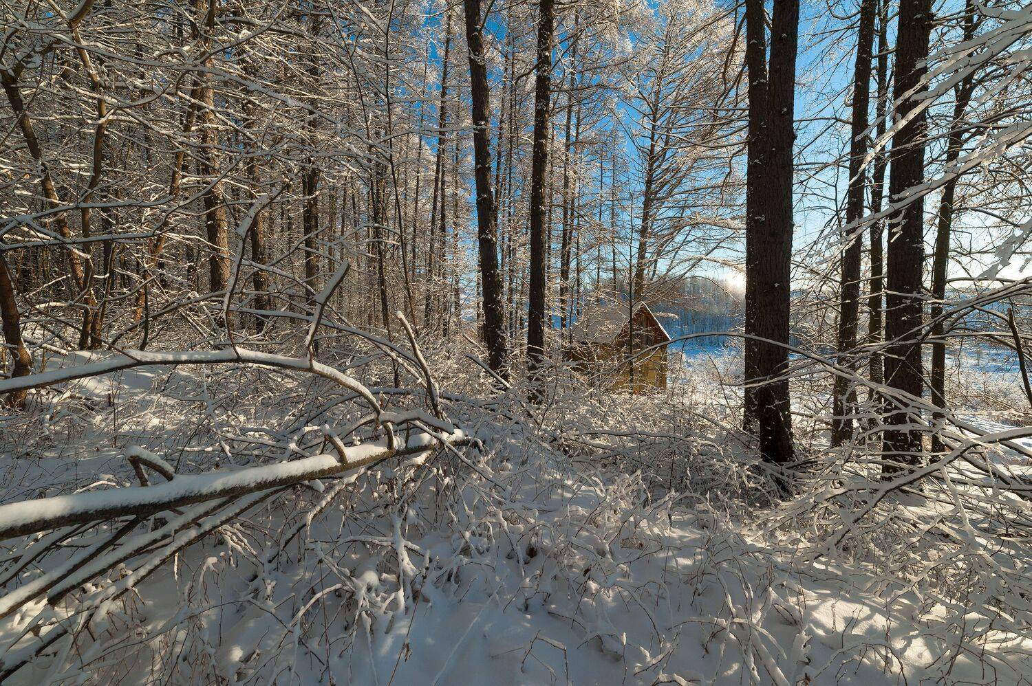 , Виталий Стрельцов