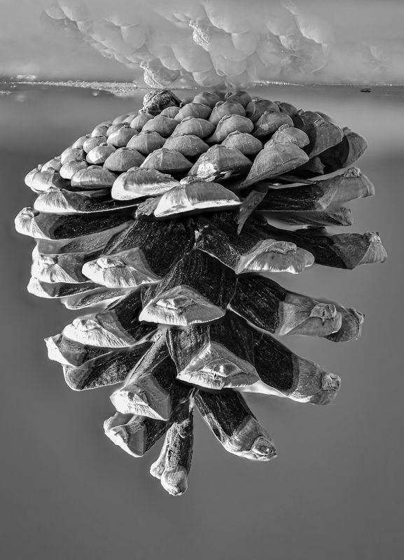 шишка, черно-белое, Шишка фото превью