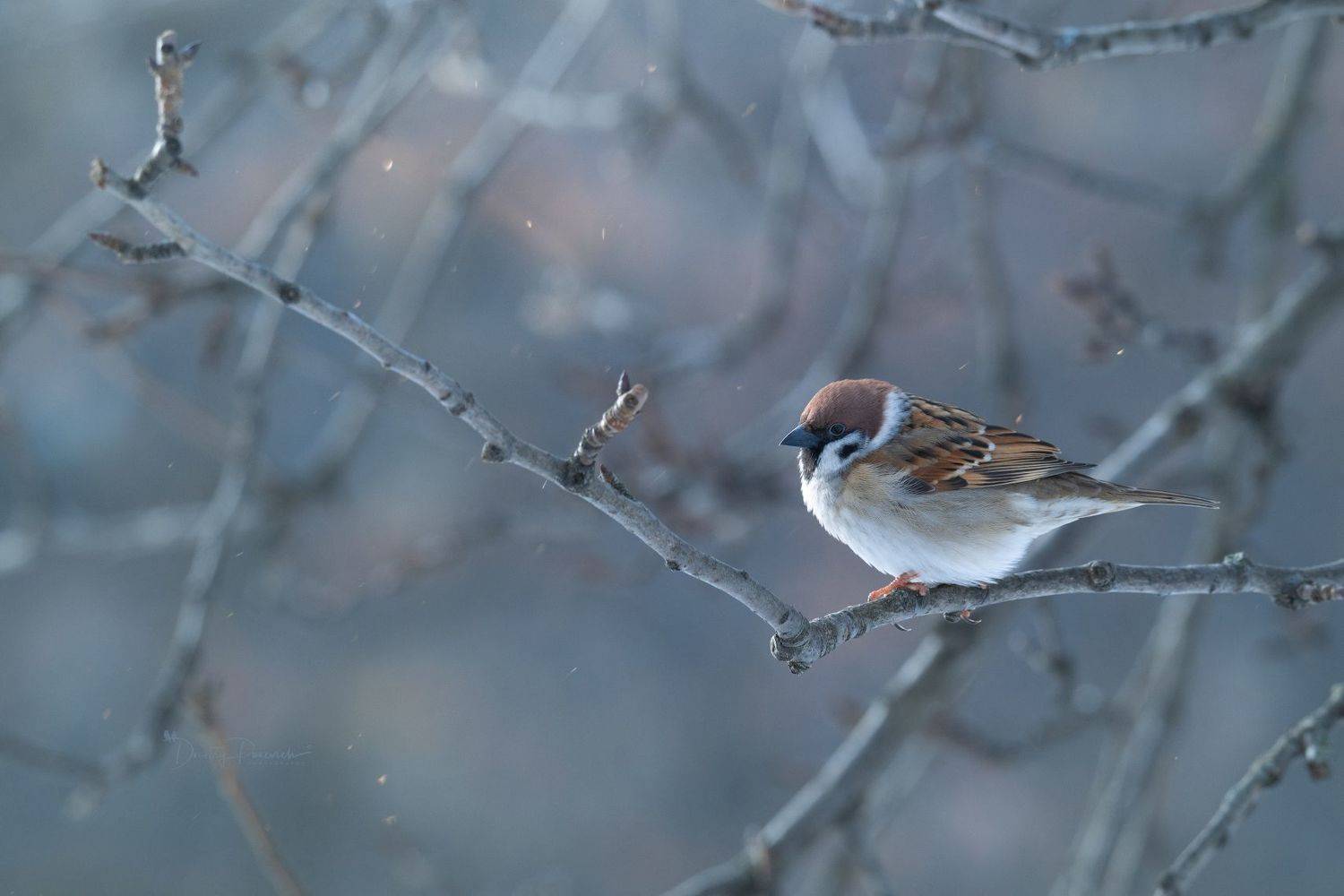 природа, лес, поля, огороды, животные, птицы, макро, Посевич Дмитрий